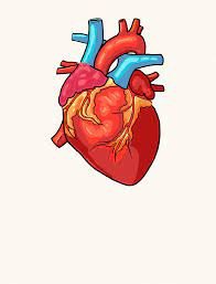 Heart