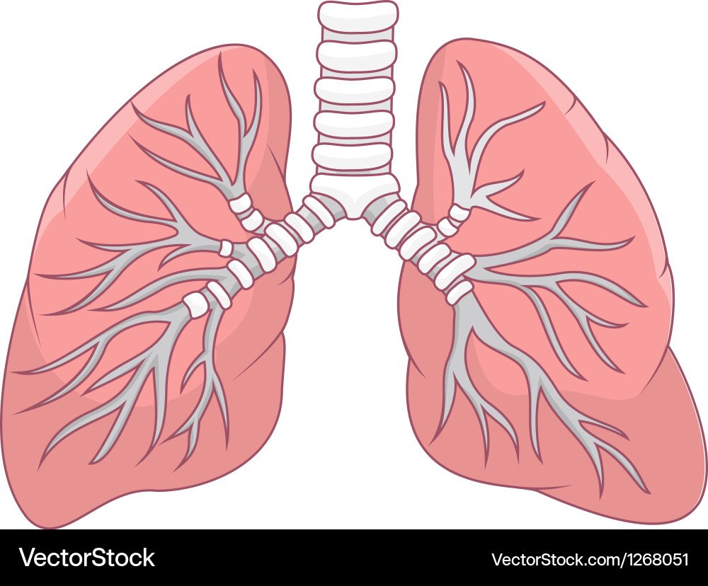 Lungs