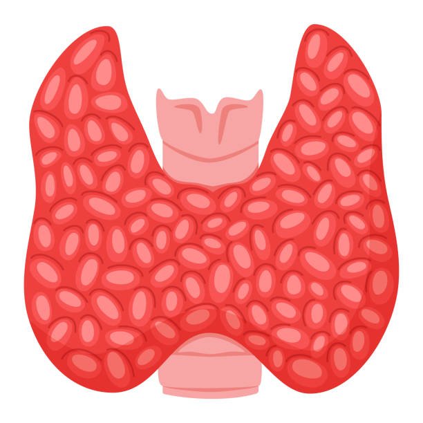Thyroid
